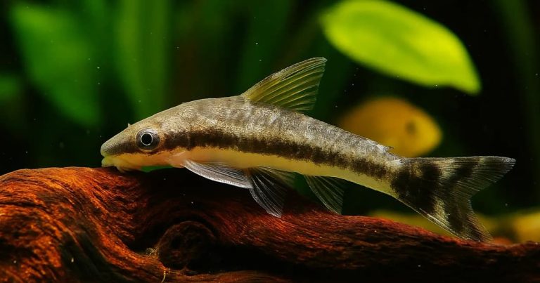Otocinclus on a log
