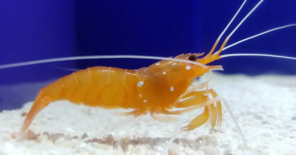 A orange shrimp on a white substrate