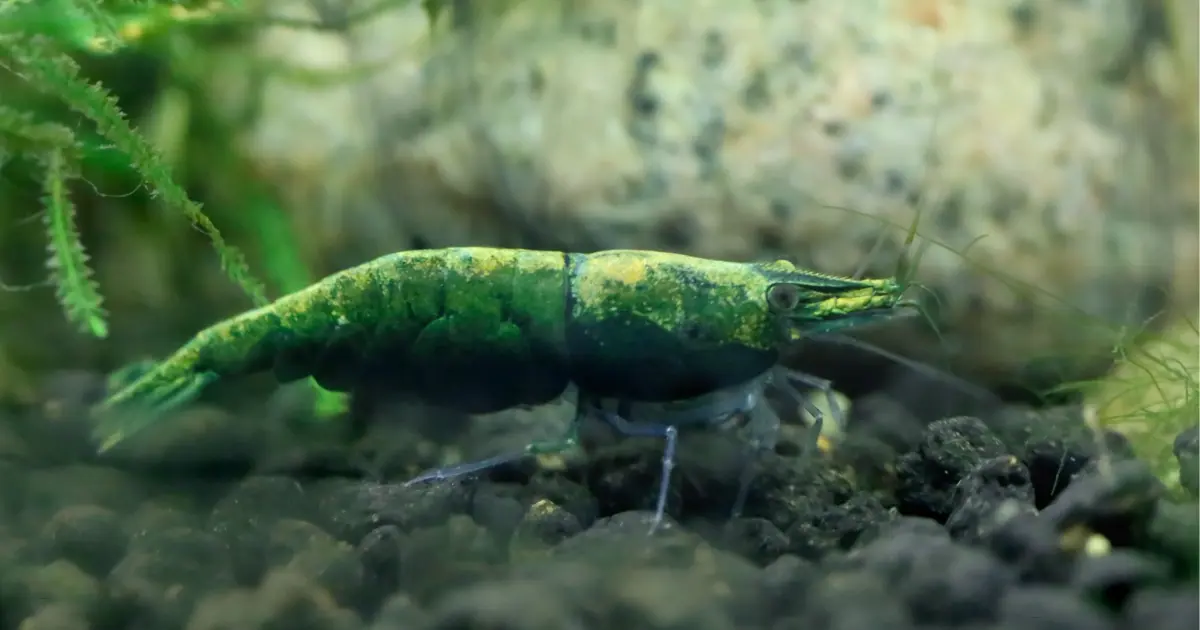 Green shrimp on black substrate