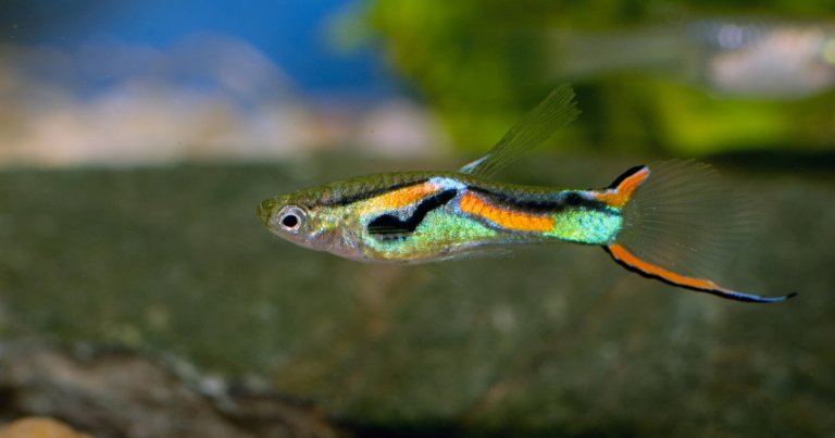 Endlers Live bearer Male