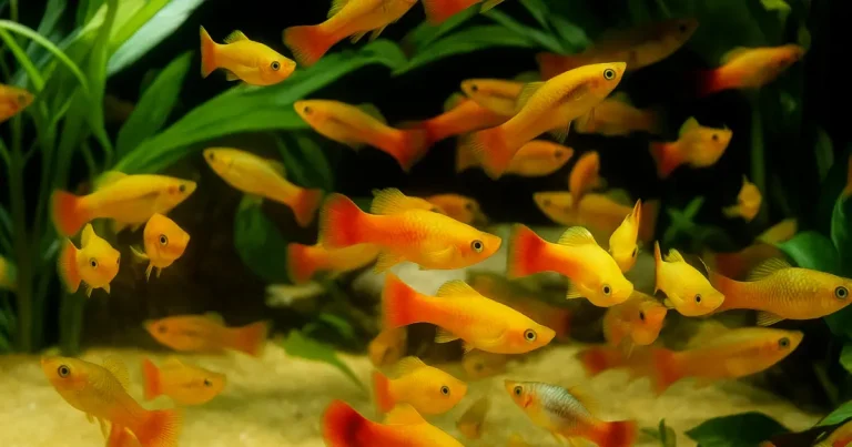 A group of platy fish