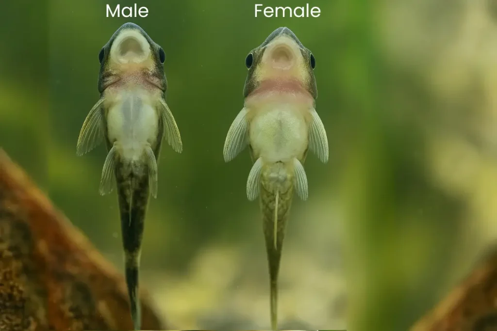 Male and Female Otocinclus