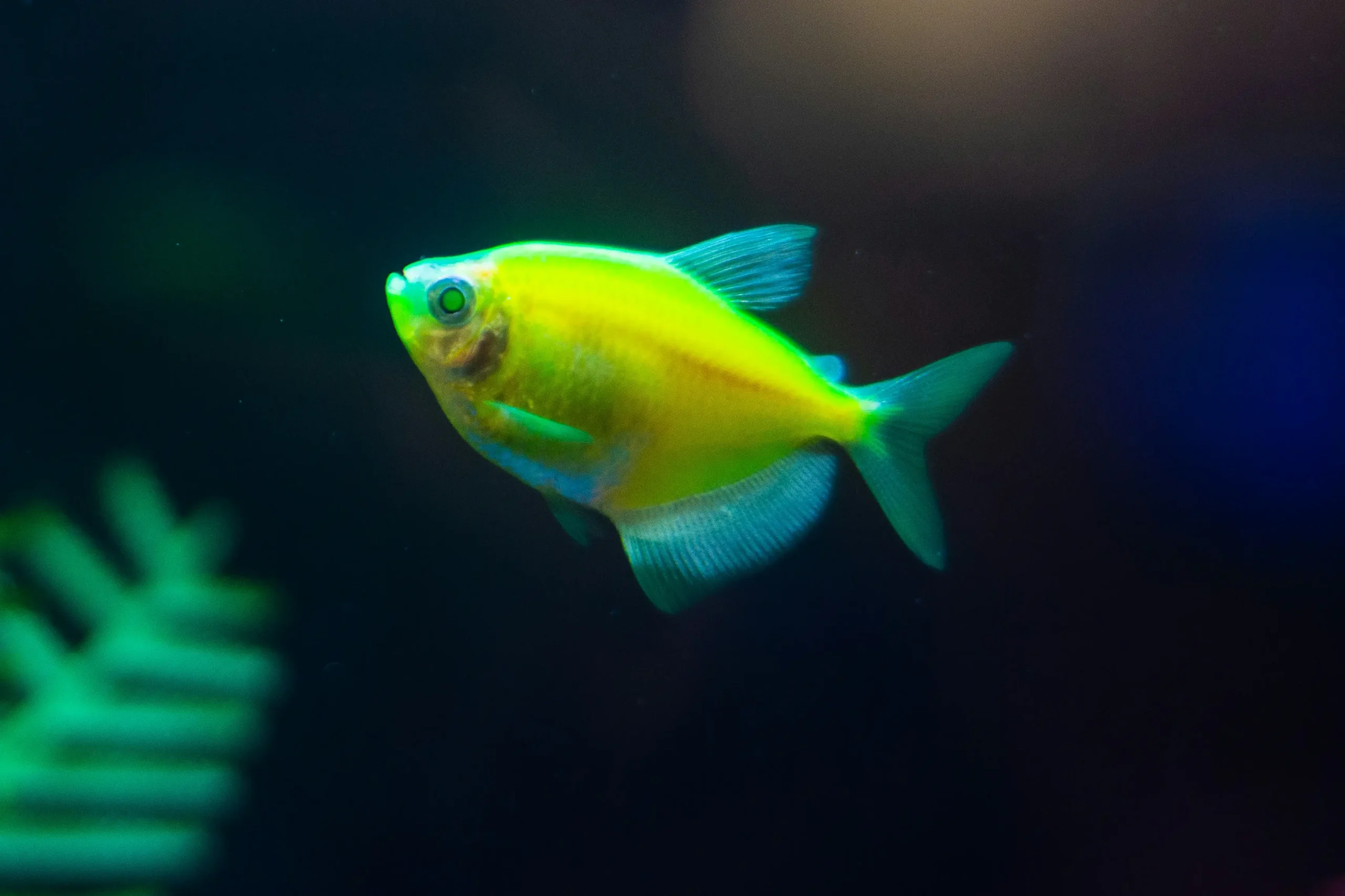 A glow tetra