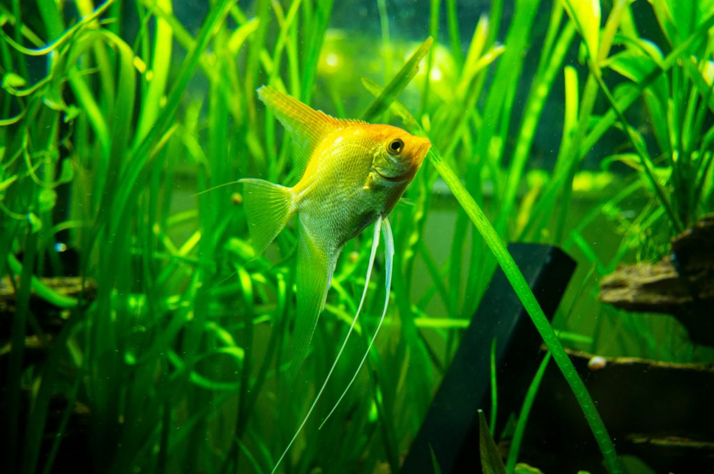 An angelfish among aquarium plants