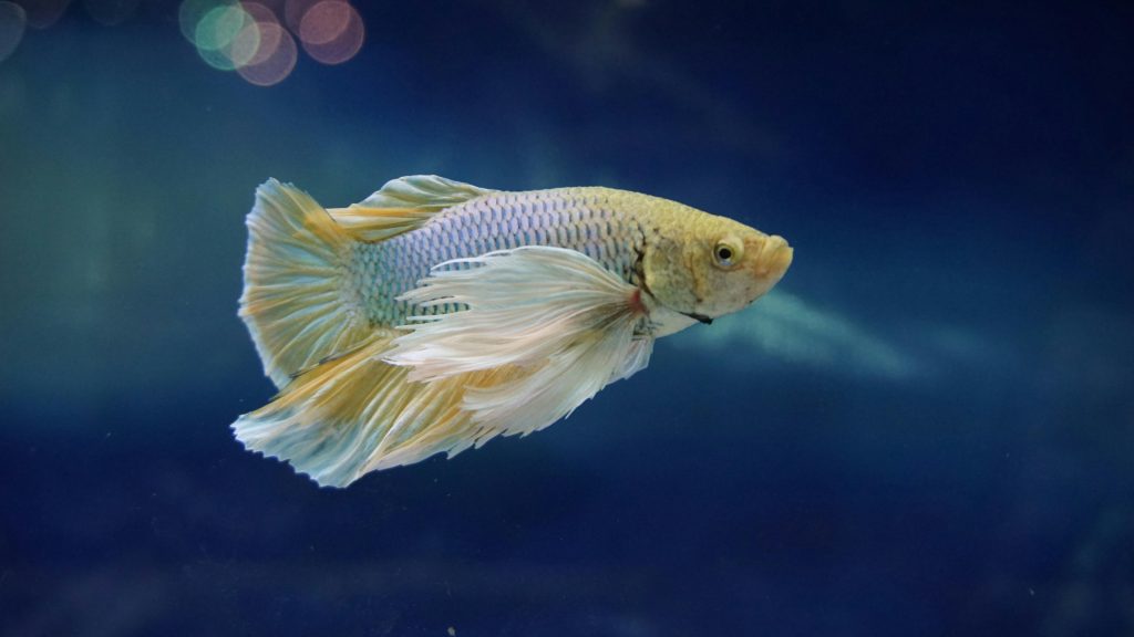 A white Betta