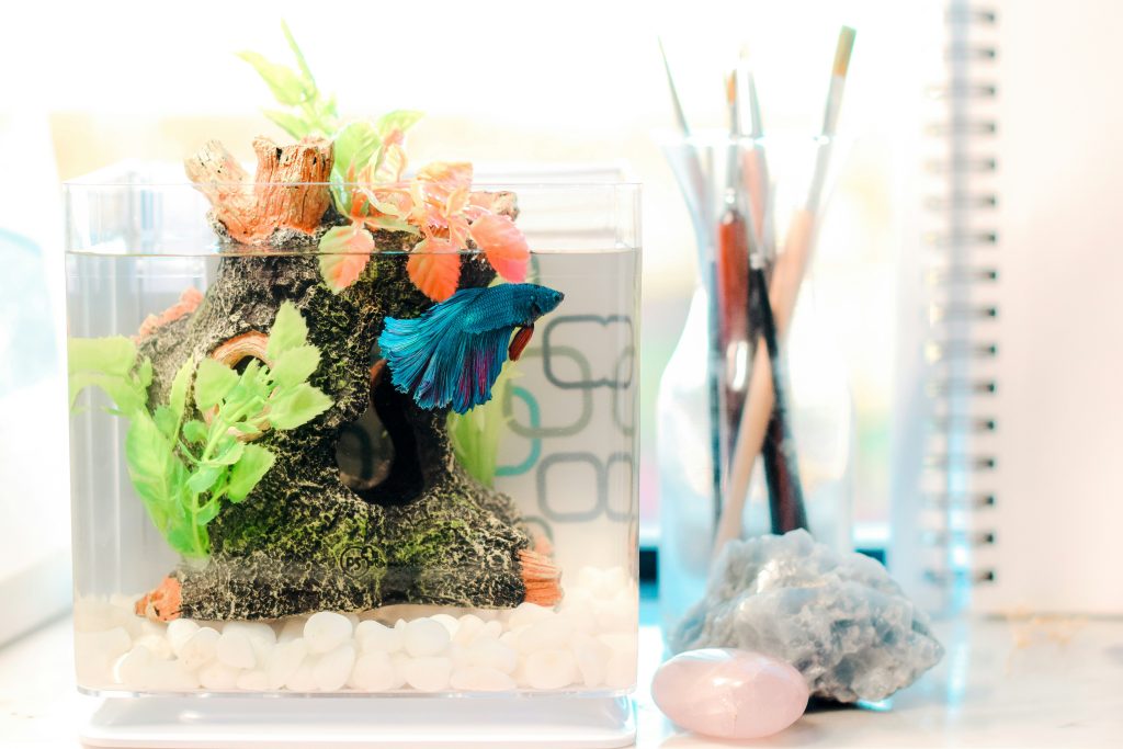 A mini tank with a blue Betta