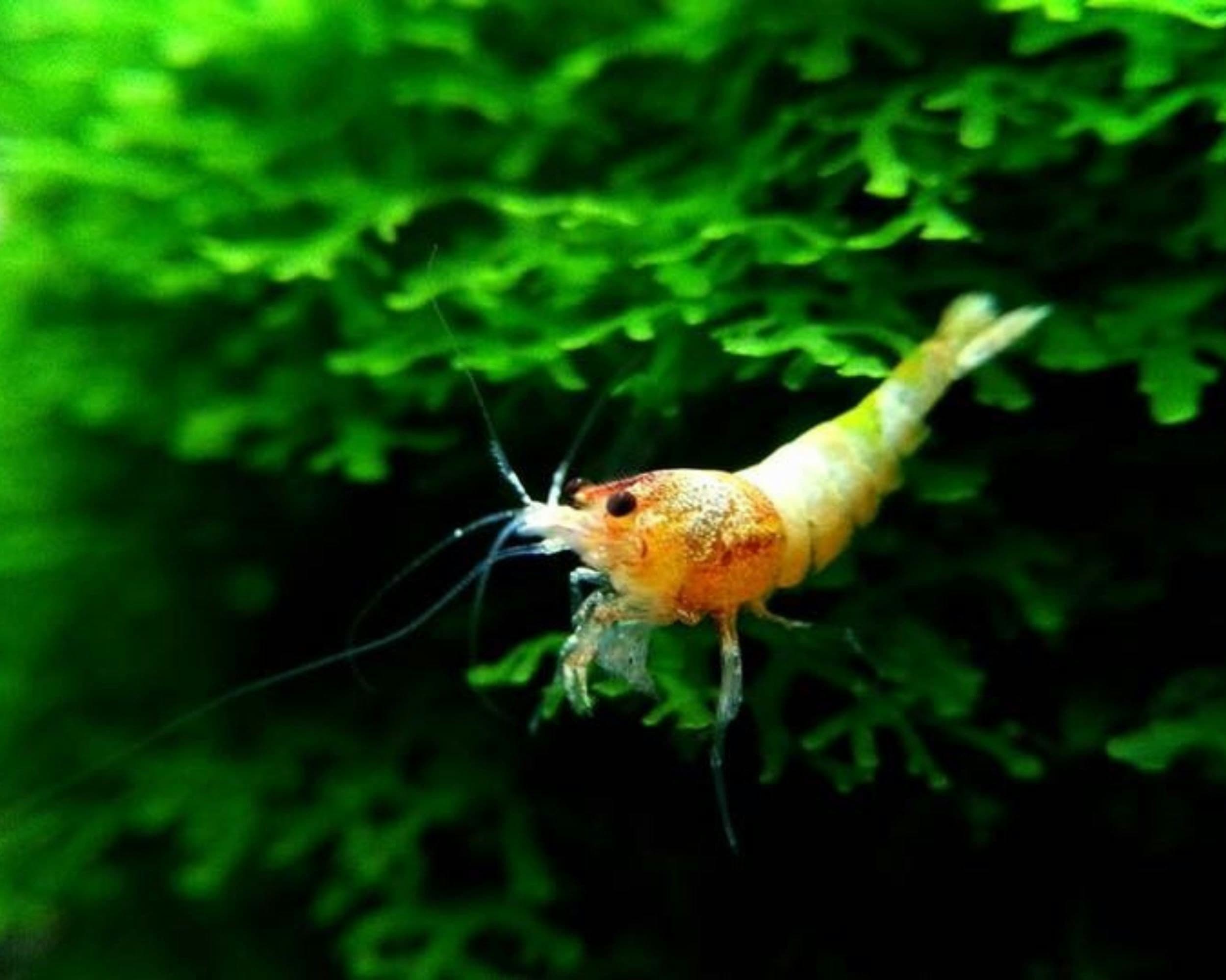 An orange shrimp on a green background
