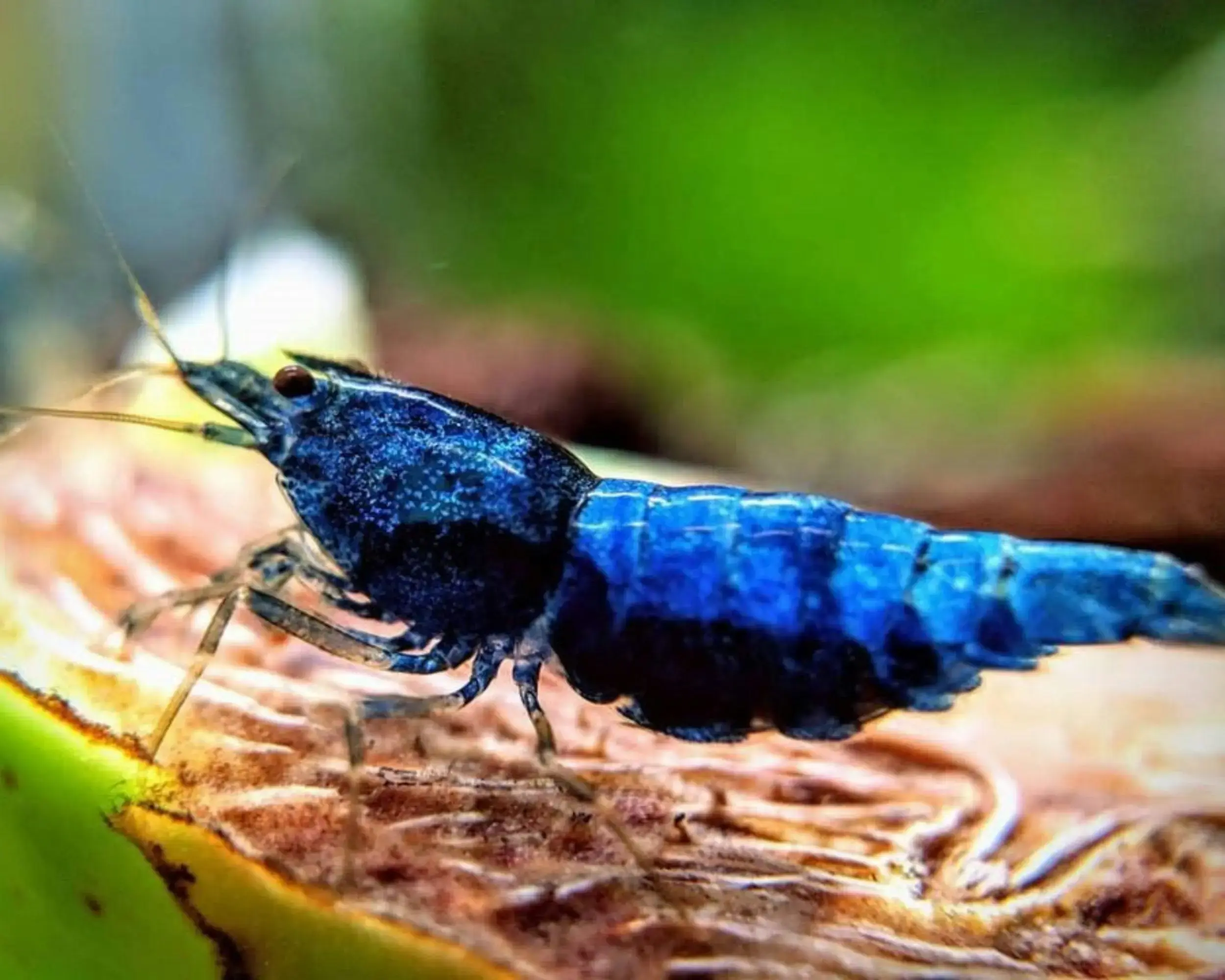 A dark blue shrimp on a brown background
