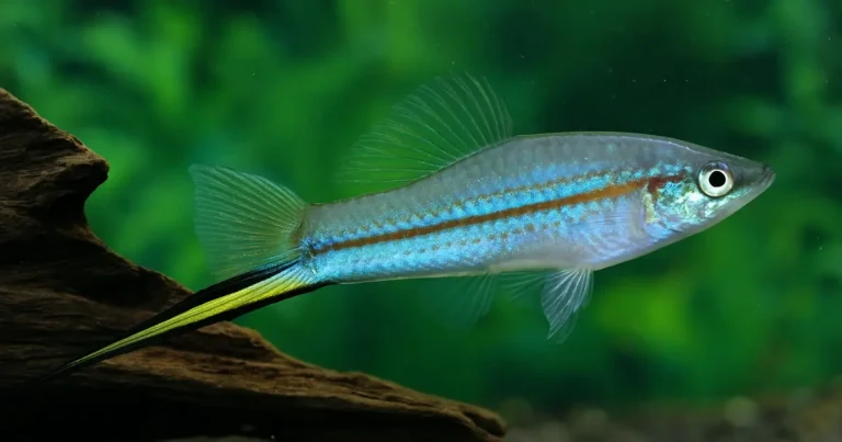 Swordtail among plants
