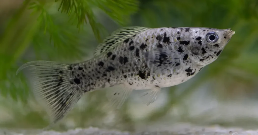 A dalmation molly