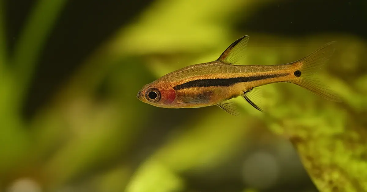 Rasbora