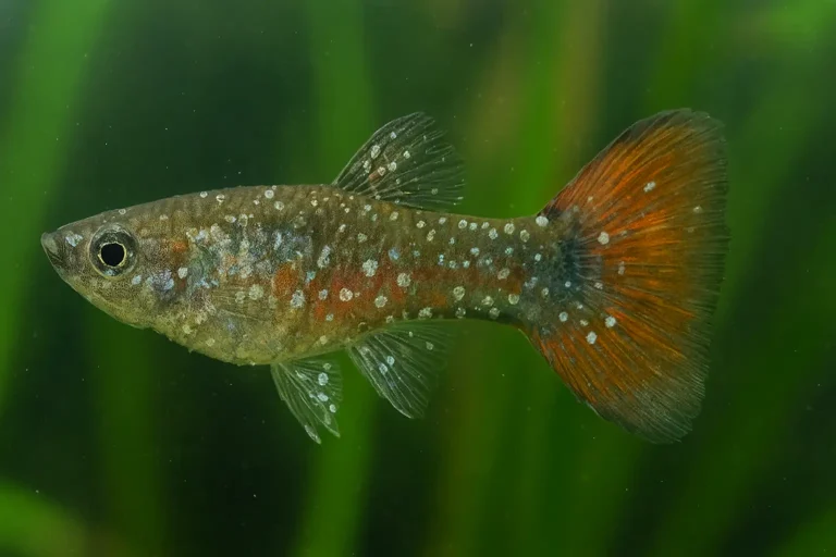 A guppy with Ich