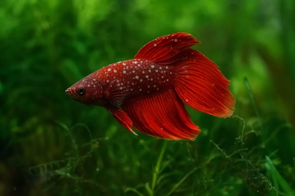 A Betta with Ich