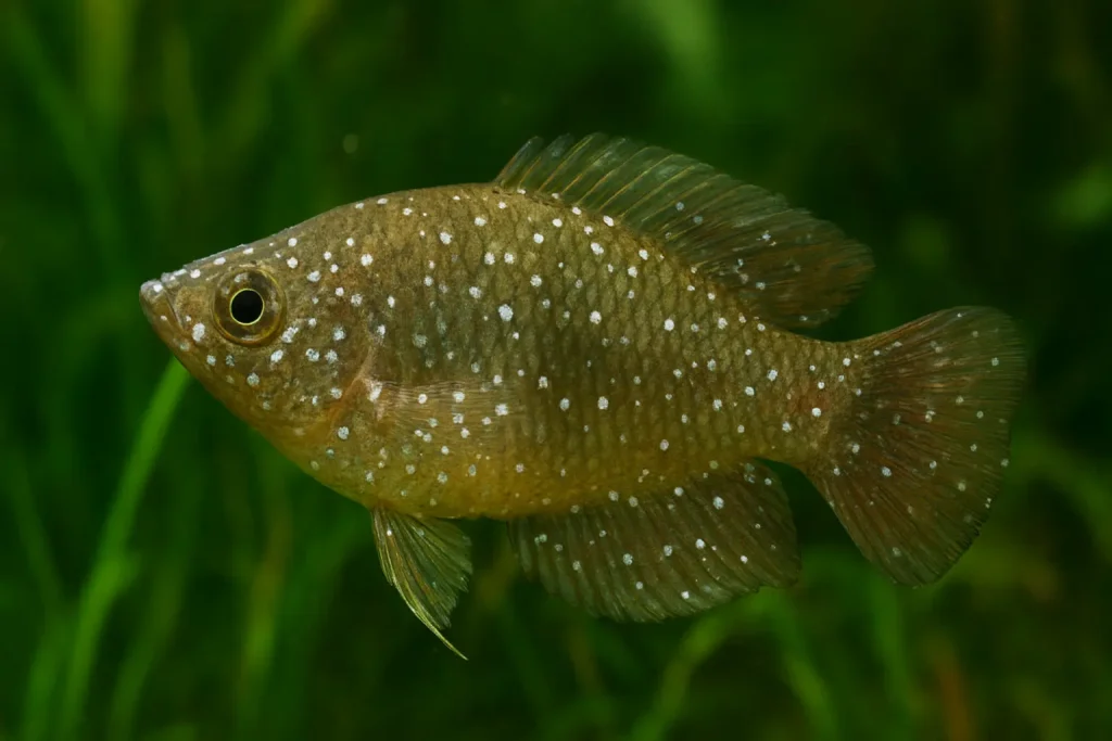 A fish with Ich all over the body