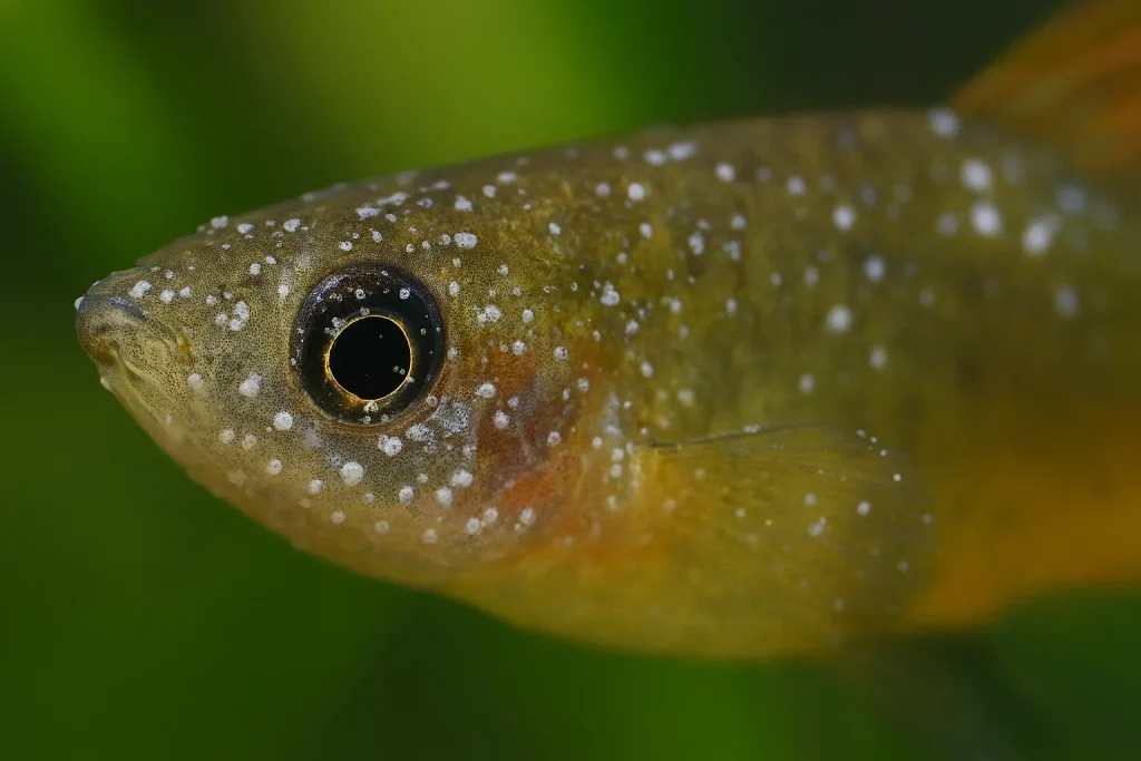 Close up image of Ich on a fish