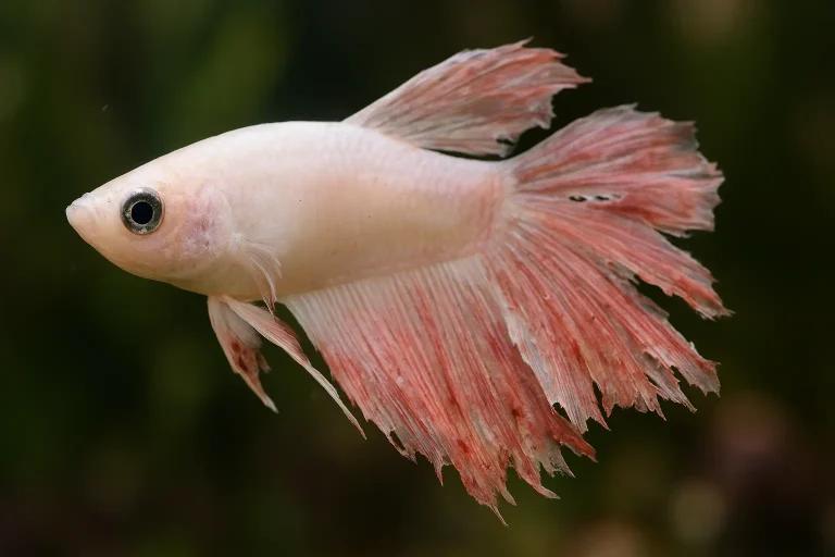 Fin rot in white Betta