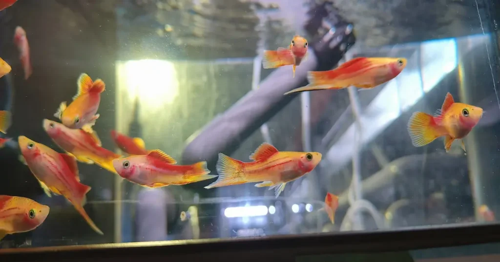 Swordtails in a fish tank