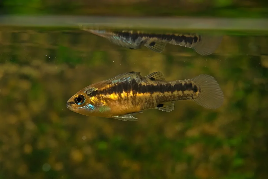 Least Killifish